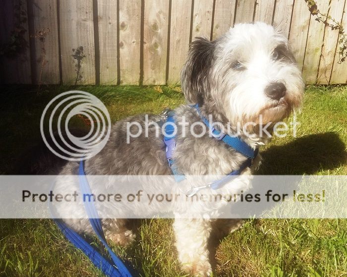 The Mekuti Balance Harness UK Pet Forums Forum